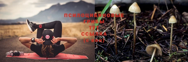 стаф Абинск