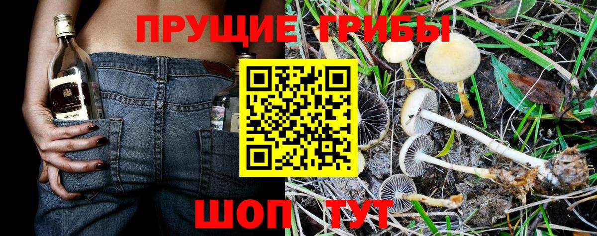 Псилоцибиновые грибы Psilocybe  Галлюциногенные грибы Psilocybe  Россошь  Вход с VPN 